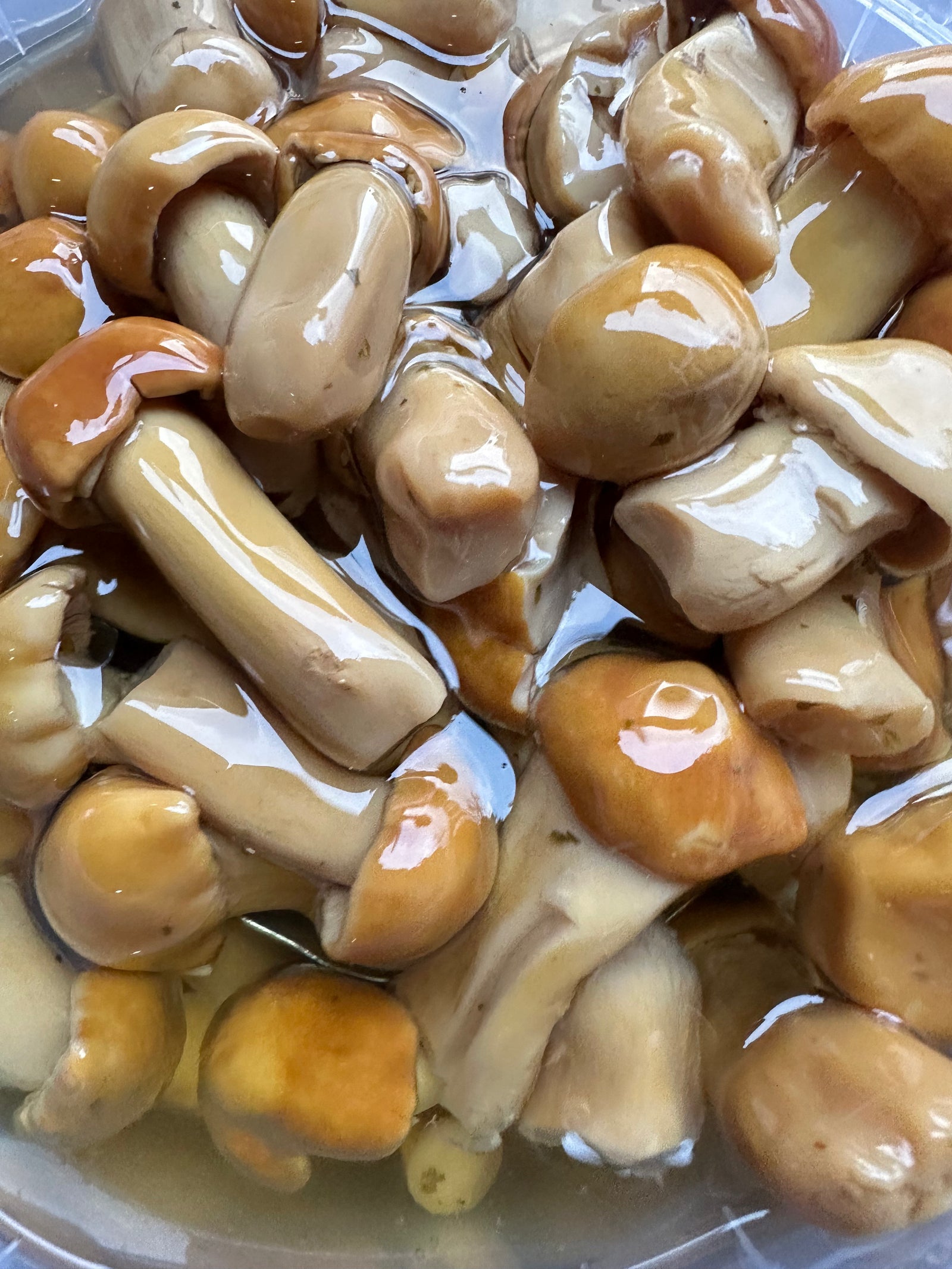 FUNGHI SOTT’OLIO