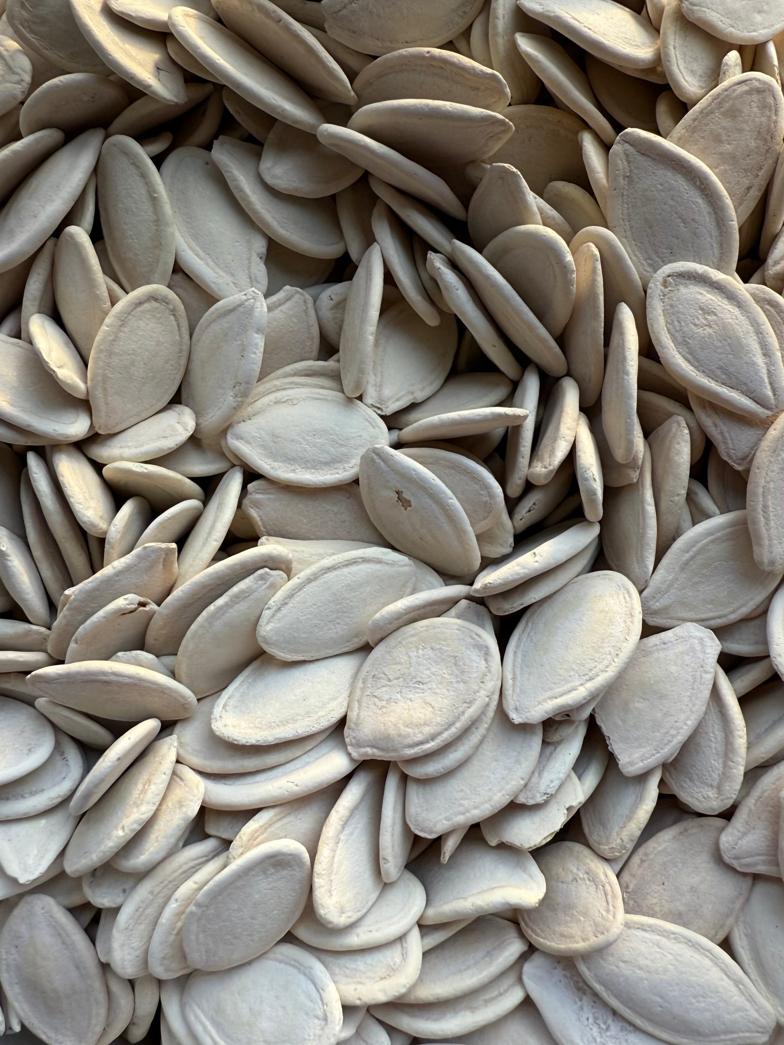 SEMI DI ZUCCA