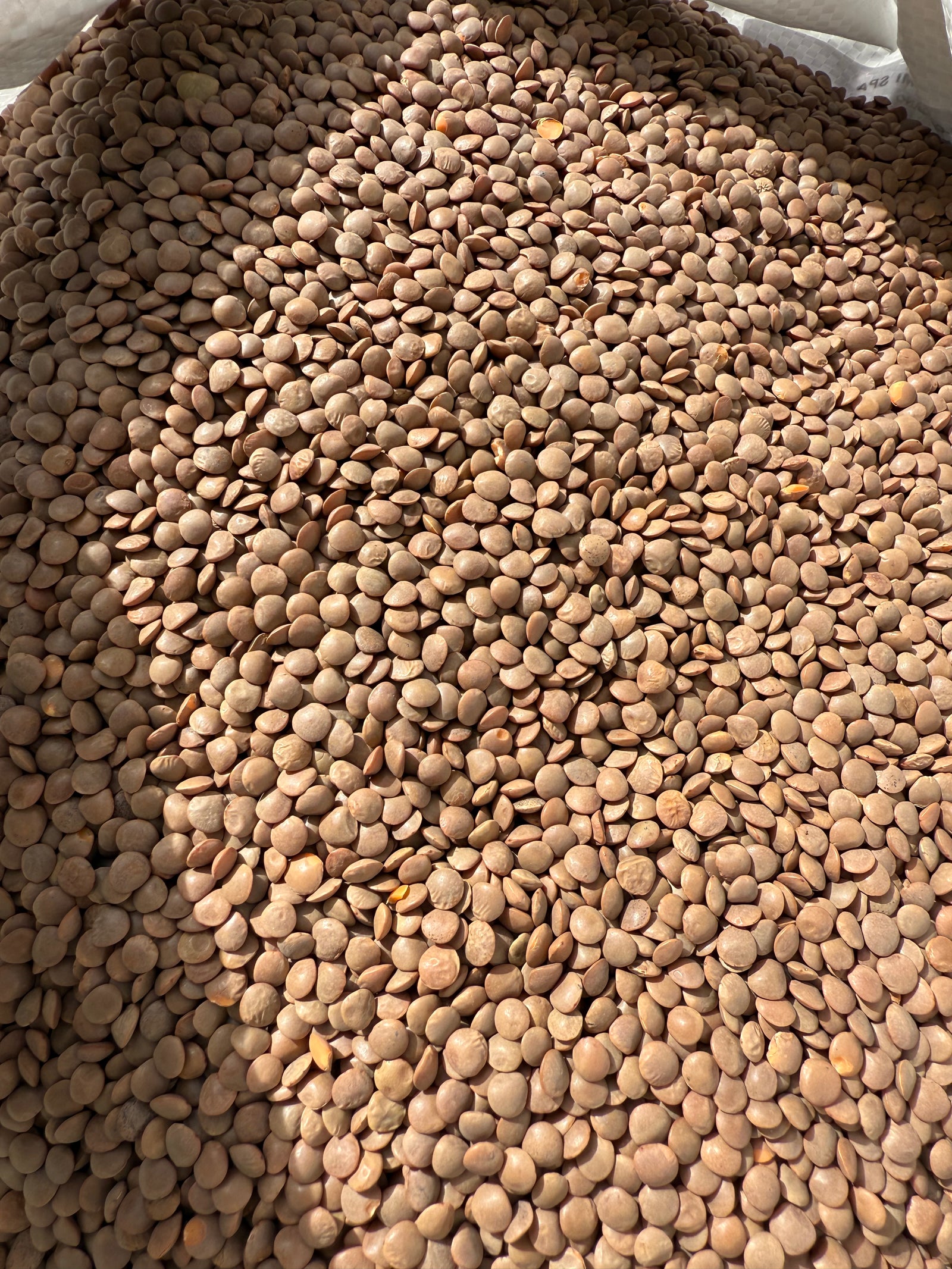 LENTICCHIE