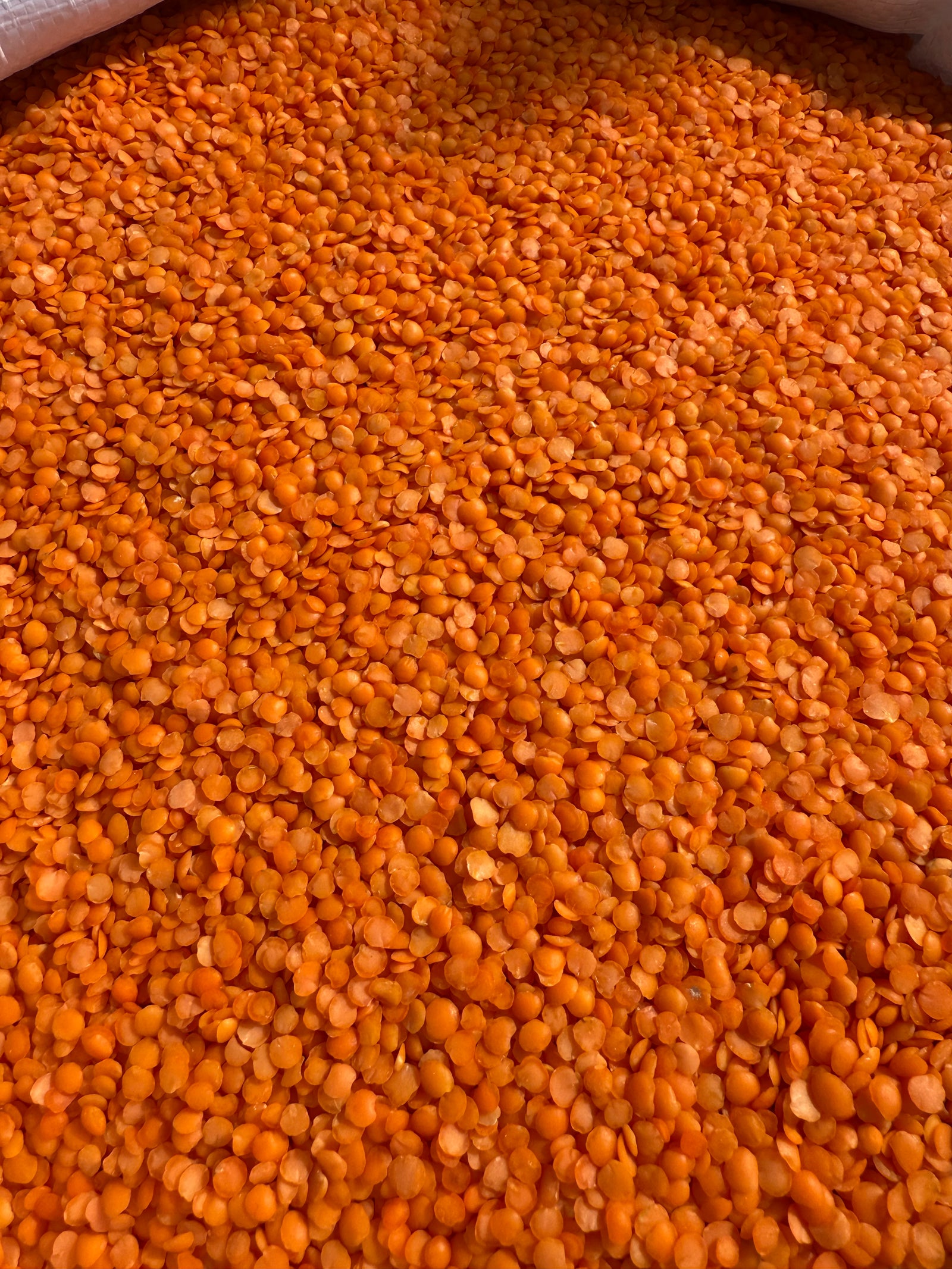 LENTICCHIE