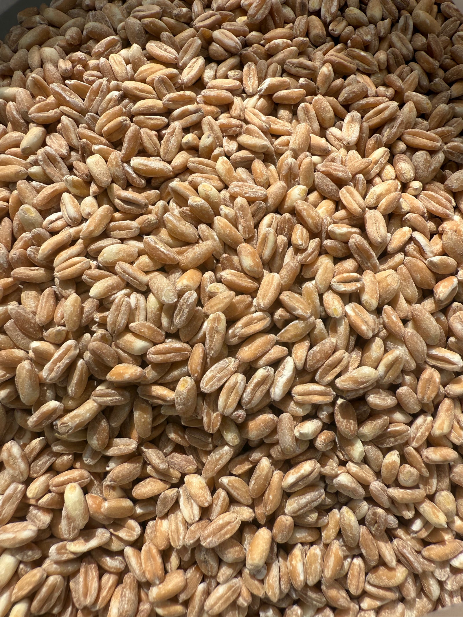 Farro Perlato