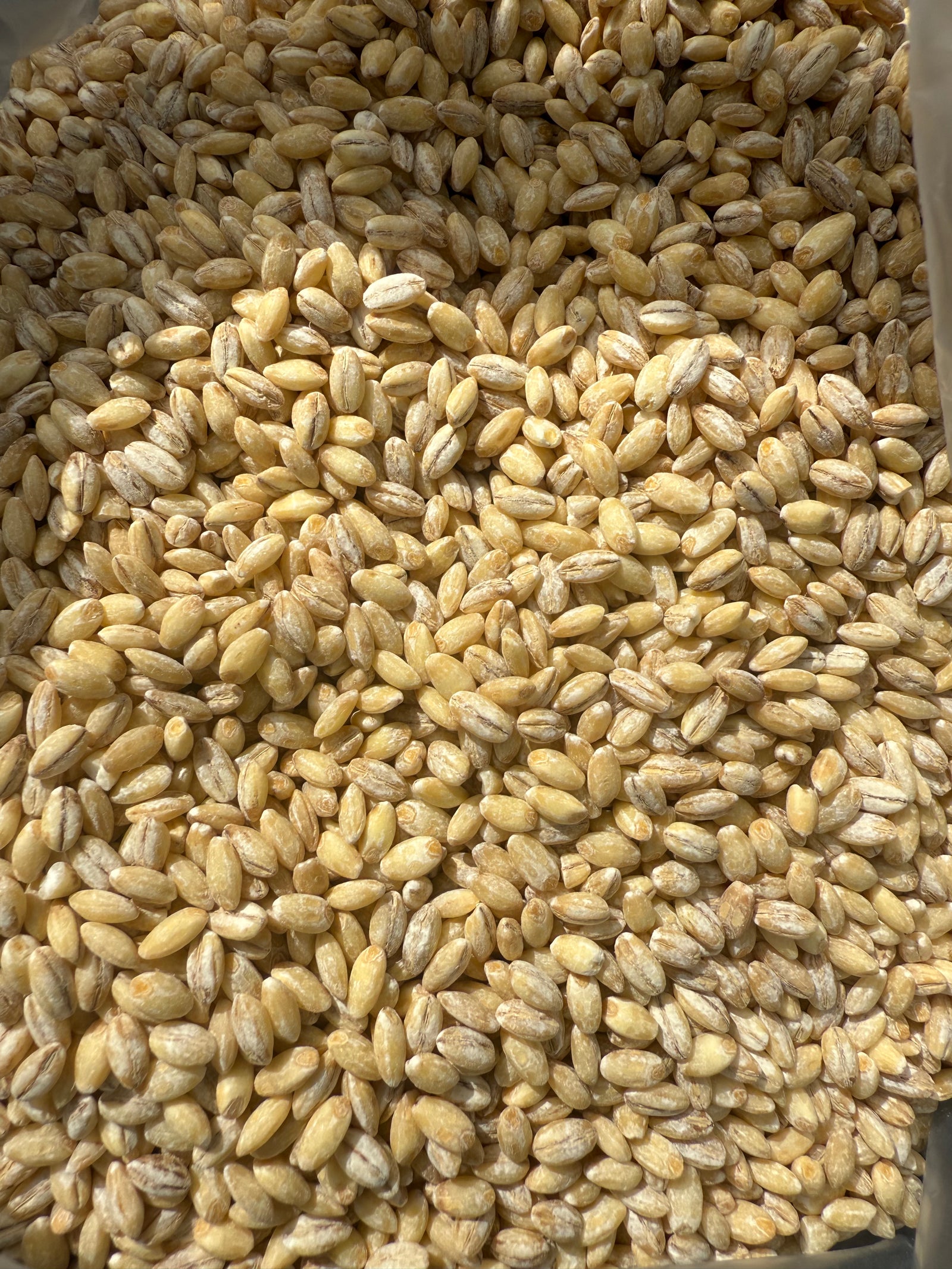 Orzo Perlato