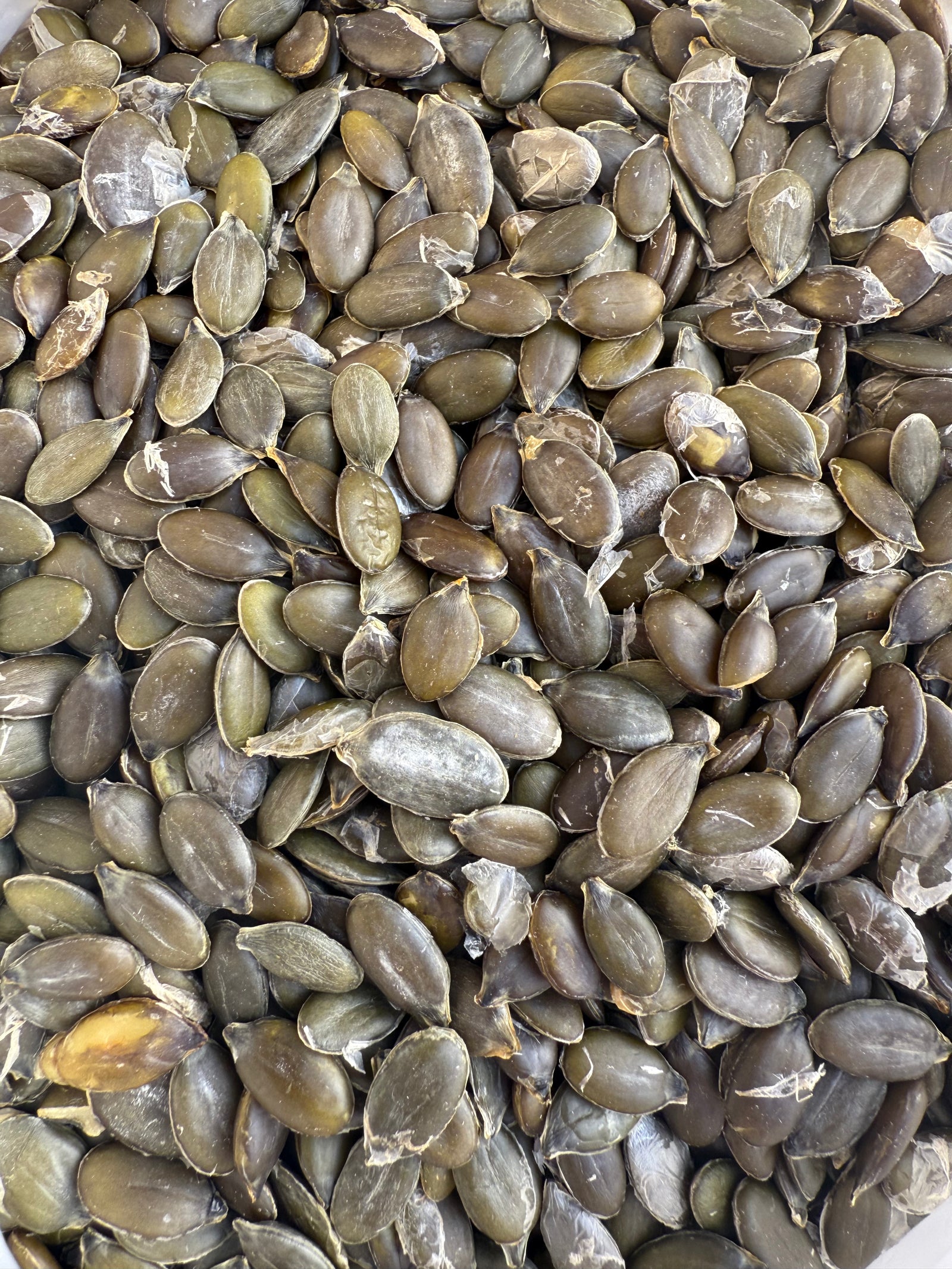 SEMI DI ZUCCA