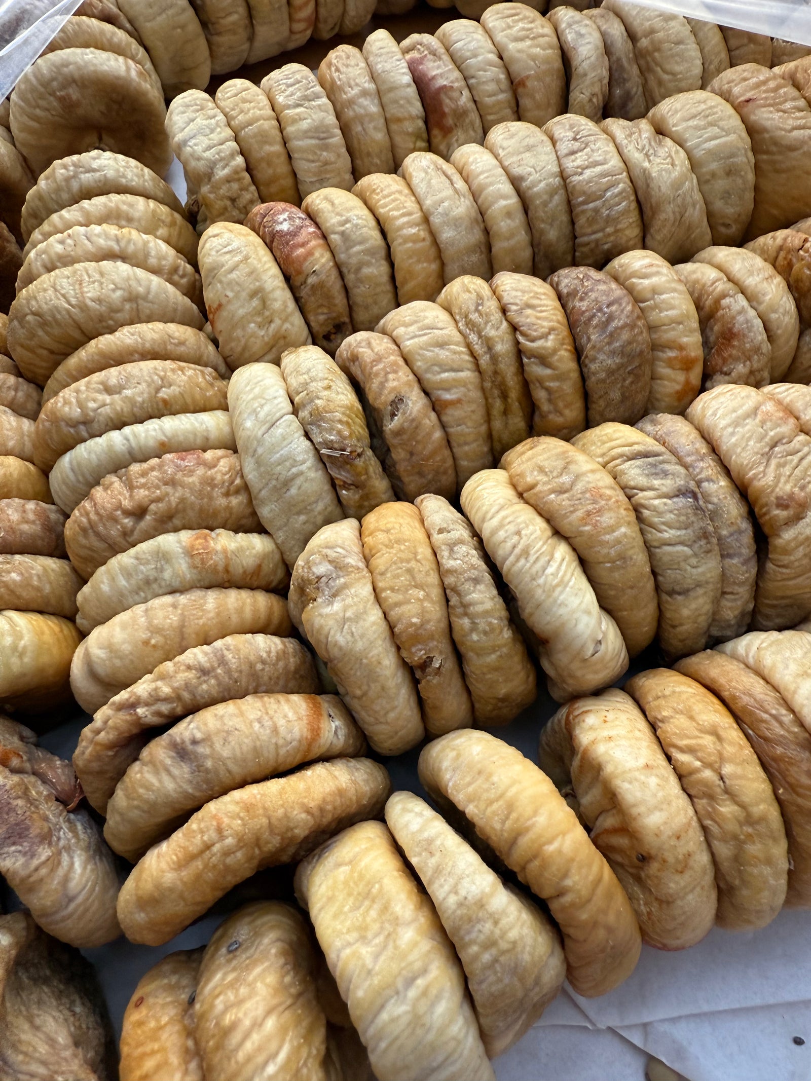 FICHI SECCHI
